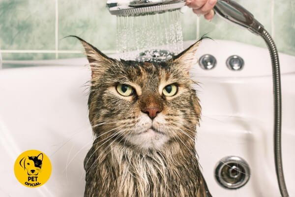 Higiene para gatos; gatos; cat; cat & dog; pet; pets; Dicas, Curiosidades e Cuidados para seu Pet.
Cães, Gatos, Pássaros, Roedores, cat & dog;