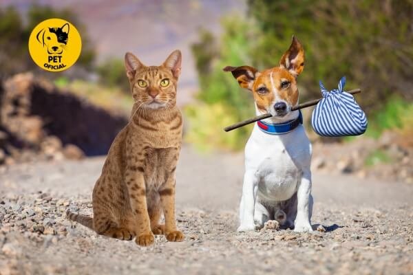 Adotar um Animal de Estimação; Cães; gatos; dog; cat; cat & dog; animal de estimação; pet; pets; Pet Oficial - Dicas, Curiosidades e Cuidados para seu Pet.