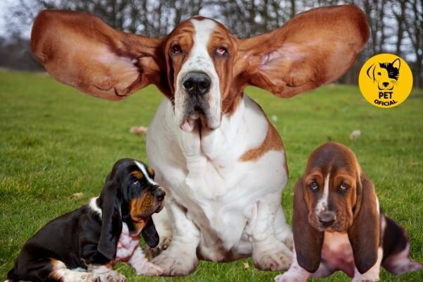 Basset Hound; pet; pets; Pet Oficial - Dicas, Curiosidades e Cuidados para seu Pet.; Adoção de Pets; cachorro; Cães; cat & dog; dog;