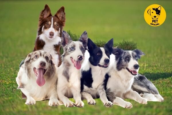 Border Collie; pet; Pet Oficial - Dicas, Curiosidades e Cuidados para seu Pet; pets; Cães; cat & dog; dog; 