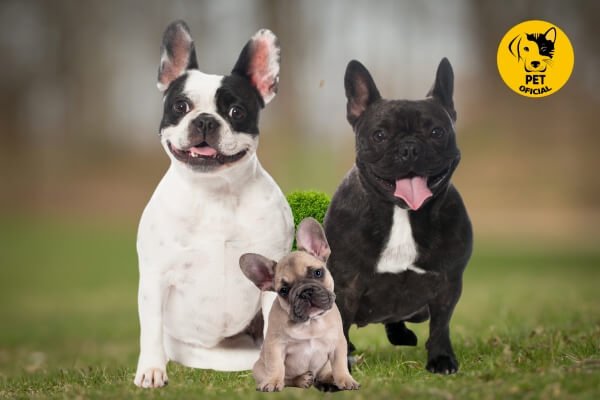 Bulldog Francês; pet; pets; Cães; cachorro; dog; cat & dog; Dicas, Curiosidades e Cuidados para seu Pet.
Cães, Gatos, Pássaros, Roedores, cat & dog; 