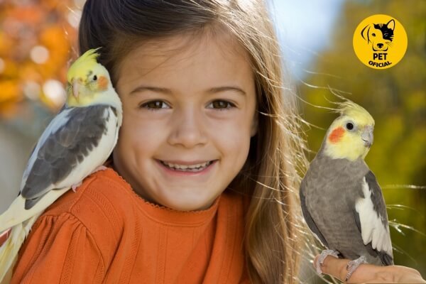 Calopsita; pet; pets; Pet Oficial - Dicas, Curiosidades e Cuidados para seu Pet.; Pássaros; 