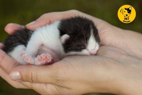 Gato Recém-Nascido; pet; pets; Pet Oficial - Dicas, Curiosidades e Cuidados para seu Pet.; gatos; cat; cat & dog; 