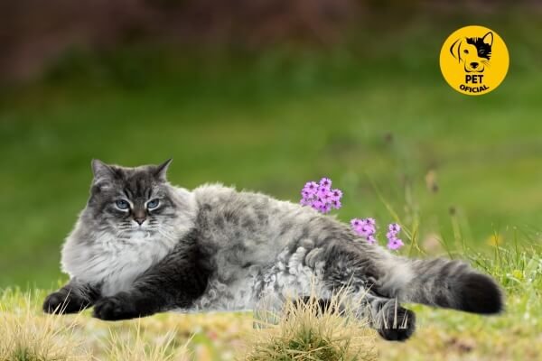 Gato Siberiano; pet; pets; Pet Oficial - Dicas, Curiosidades e Cuidados para seu Pet.; cat; cat & dog; gatos; 