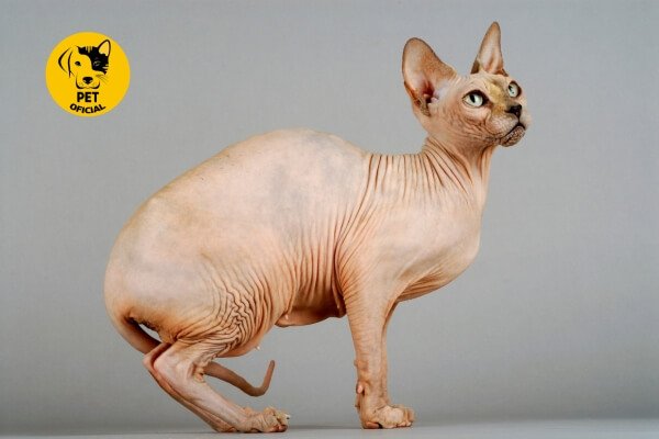 Gato Sphynx; pet; Pet Oficial - Dicas, Curiosidades e Cuidados para seu Pet; pets; gatos; cat; cat & dog; 