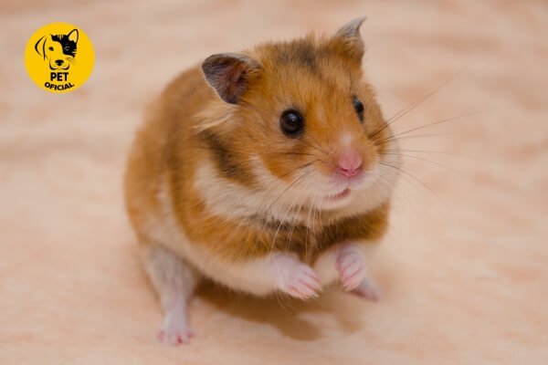 Hamster Sírio; pet; Pet Oficial - Dicas, Curiosidades e Cuidados para seu Pet; pets; Hamsters; animal de estimação; Roedores; 