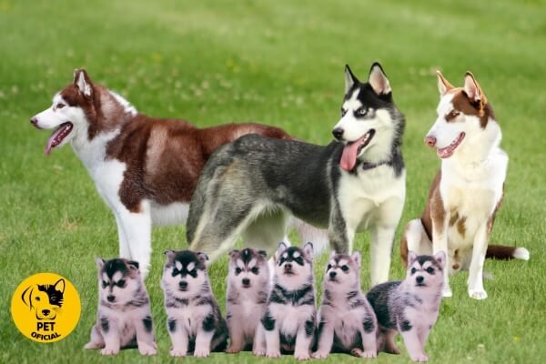 Husky Siberiano; pet; pets; Pet Oficial - Dicas, Curiosidades e Cuidados para seu Pet; Cães; cachorro; cat & dog; dog;
