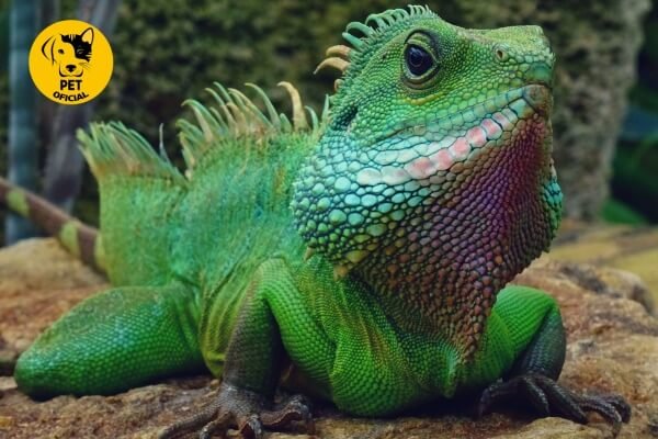 Iguana-Verde; pet; pets; Pet Oficial - Dicas, Curiosidades e Cuidados para seu Pet; Répteis; animal de estimação; 