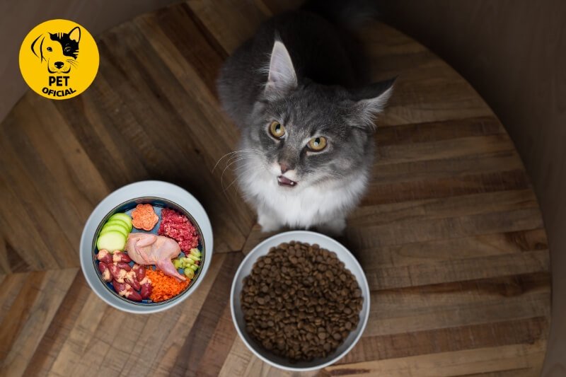 Alimentação Saudável para Gatos