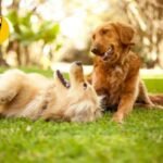 Cio Canino: Compreendendo o Comportamento e Manejando com Cuidado