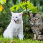 Desvendando o Mistério do Gato Angorá: Origem, Temperamento e Cuidados