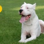 Dogo Argentino: Beleza e a Força deste Guardião de Quatro Patas